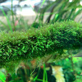 ADA Java Moss Taxiphyllum barbieri IC812